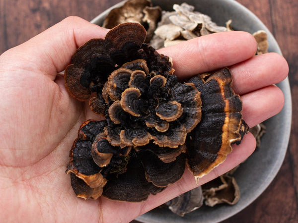 What is Turkey Tail? - Benefits, How to Consume & More